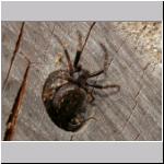 Nuctenea umbratica - Spaltenkreuzspinne w01.jpg